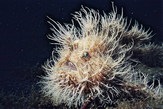 Antennarius striatus Antennarius striatus