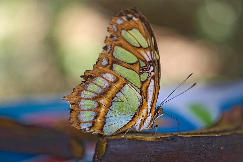 Malachit-Falter Malachit-Falter