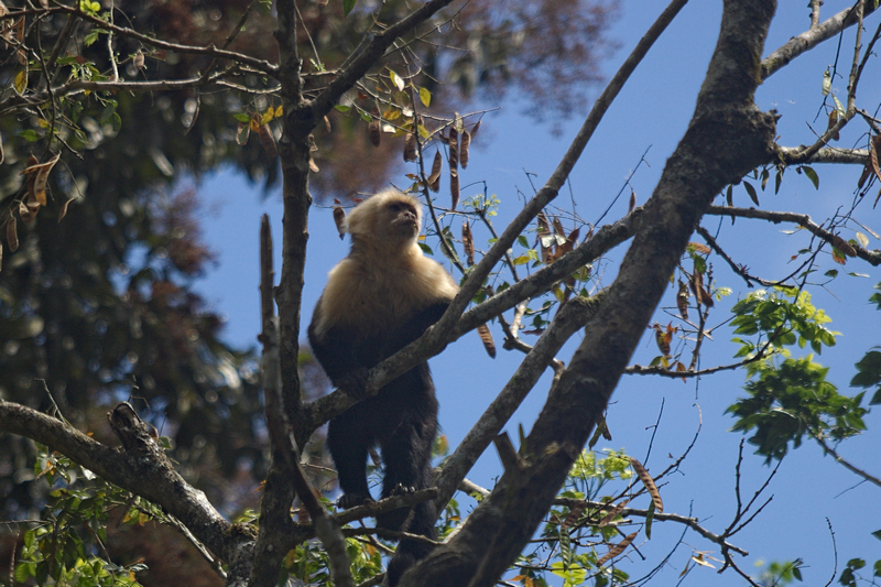 Kapuzina-Affe Kapuzina-Affe