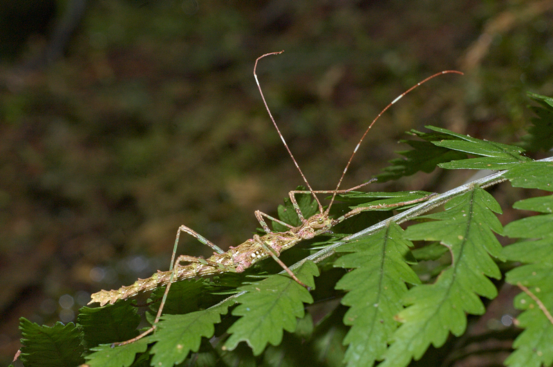 Stabheuschrecke Stabheuschrecke