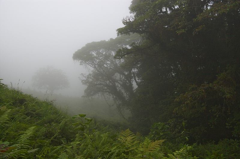 im Nebelwald im Nebelwald