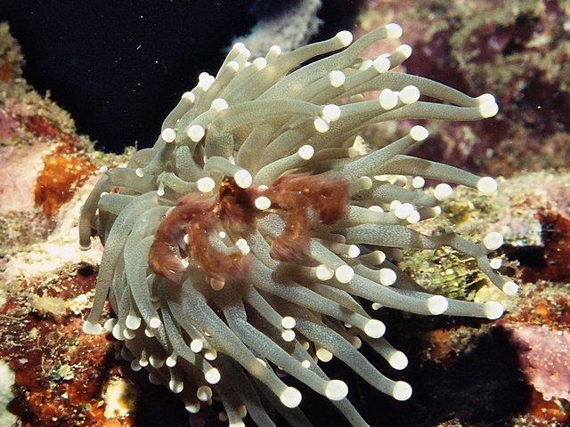 Orang Utan Krabbe Orang Utan Krabbe