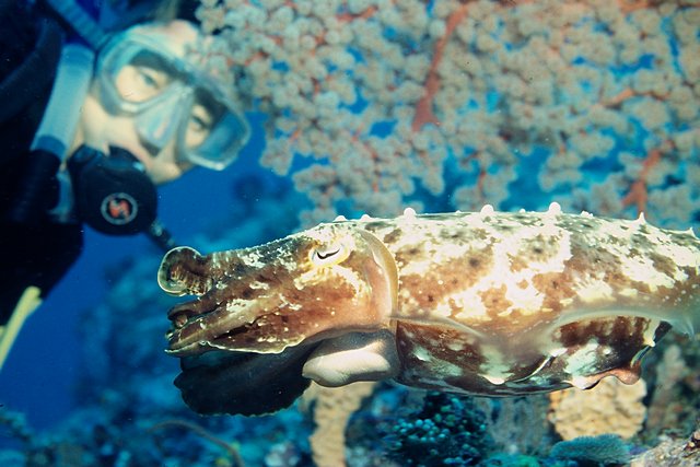 großer Sepia großer Sepia