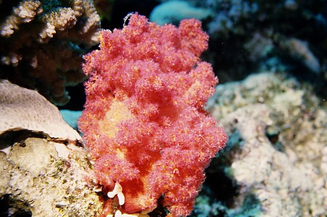 Weichkoralle Weichkoralle