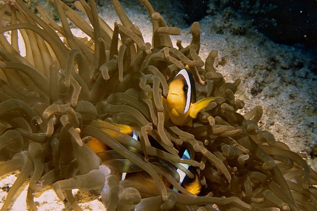 Anemone mit Anemonenfische Anemone mit Anemonenfische