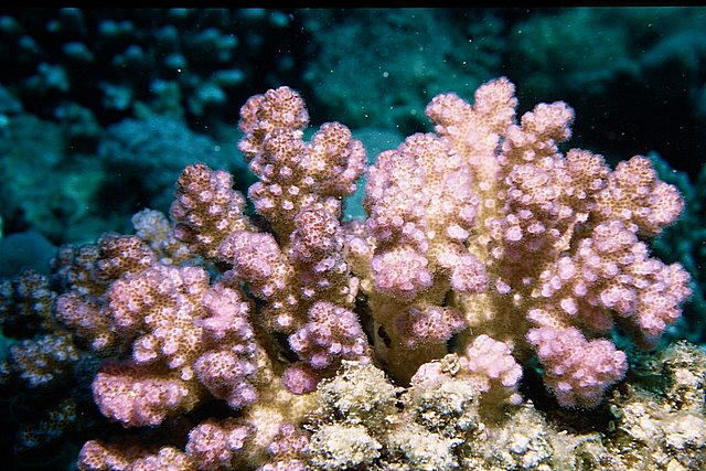 Steinkoralle Steinkoralle