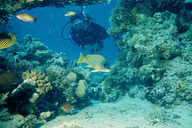 Süßlippen Süßlippen