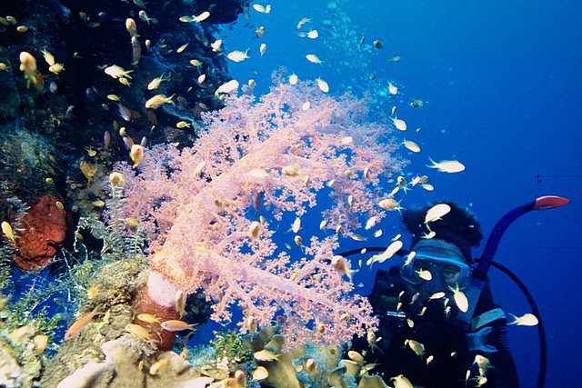 Weichkorallen an der Riffwand Weichkorallen an der Riffwand