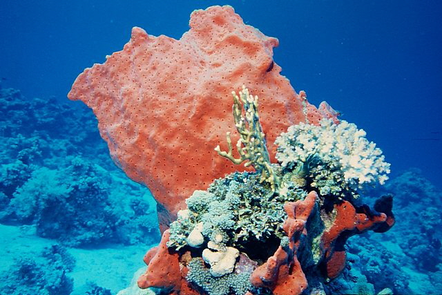 roter Schwamm roter Schwamm