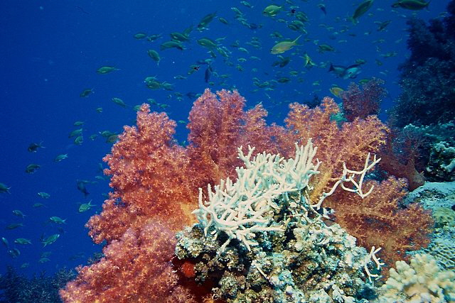 Weichkorallen an der Riffwand Weichkorallen an der Riffwand