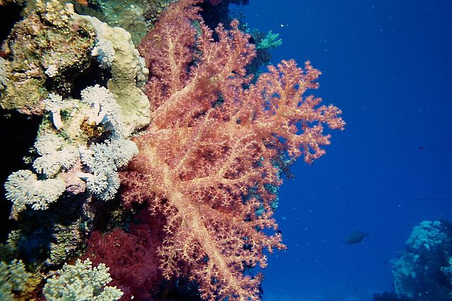 Weichkorallen an der Riffwand Weichkorallen an der Riffwand