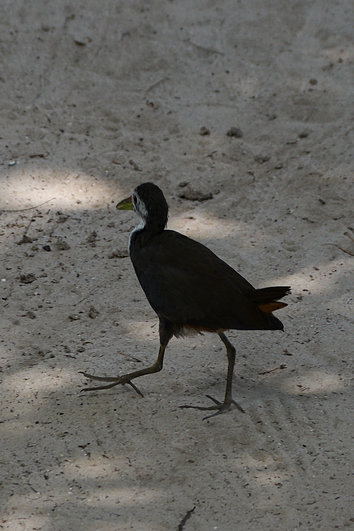 Inselhuhn ? Inselhuhn ?