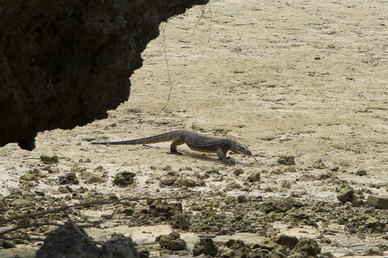 Waran am Strand bei Ebbe Waran am Strand bei Ebbe