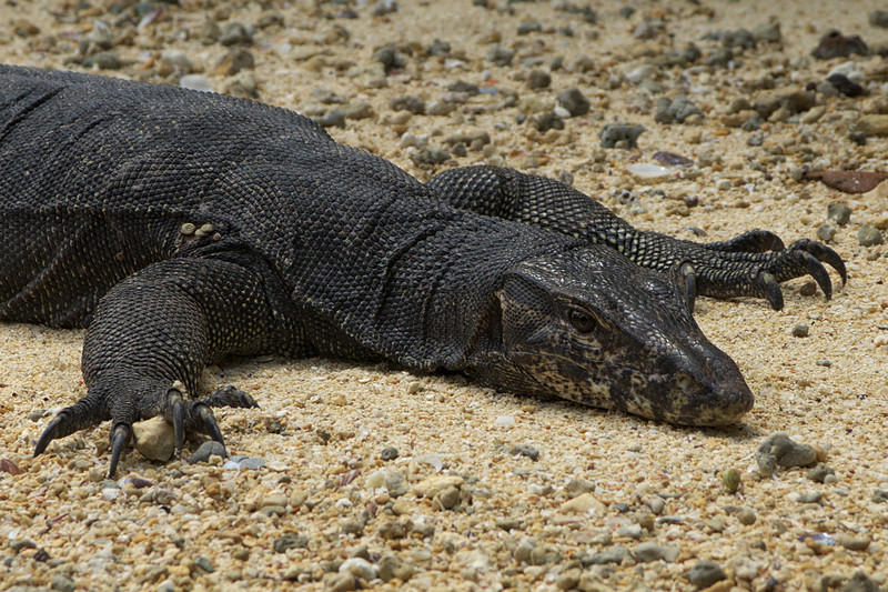 Waran-Portrait Waran-Portrait