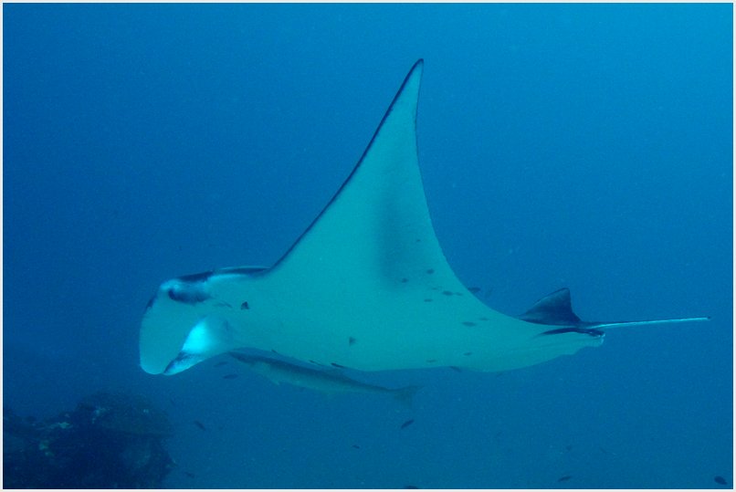 MAnta MAnta