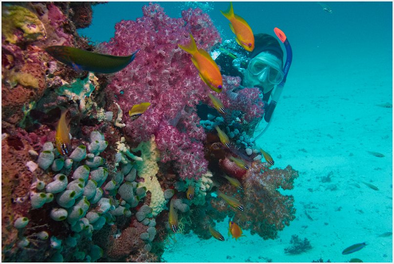 Weichkorallen Weichkorallen