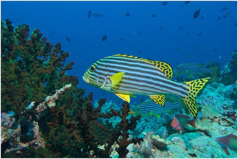 Süßlippe Süßlippe