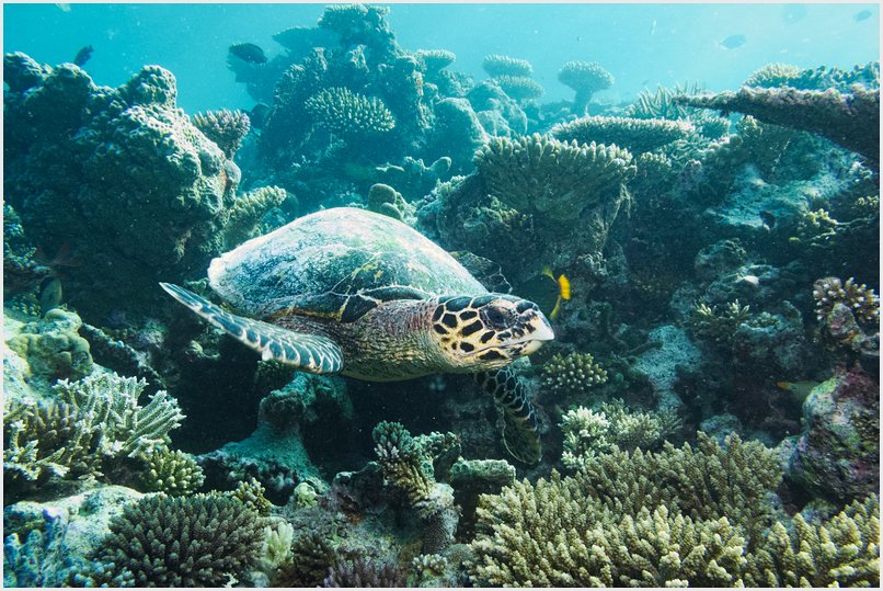 Schildkröte Schildkröte