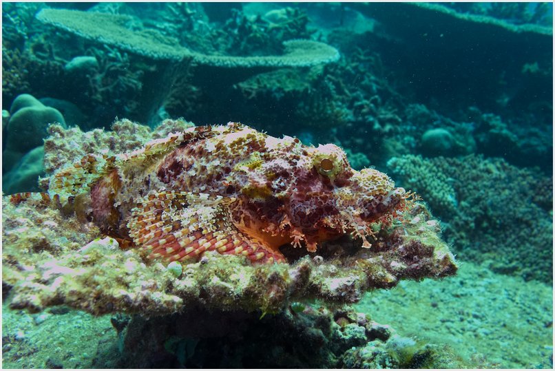 Skorpionsfisch Skorpionsfisch