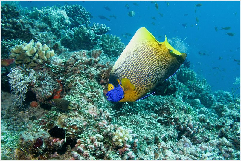 Blaukopf Kaiserfisch Blaukopf Kaiserfisch