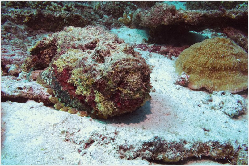 Steinfisch Steinfisch