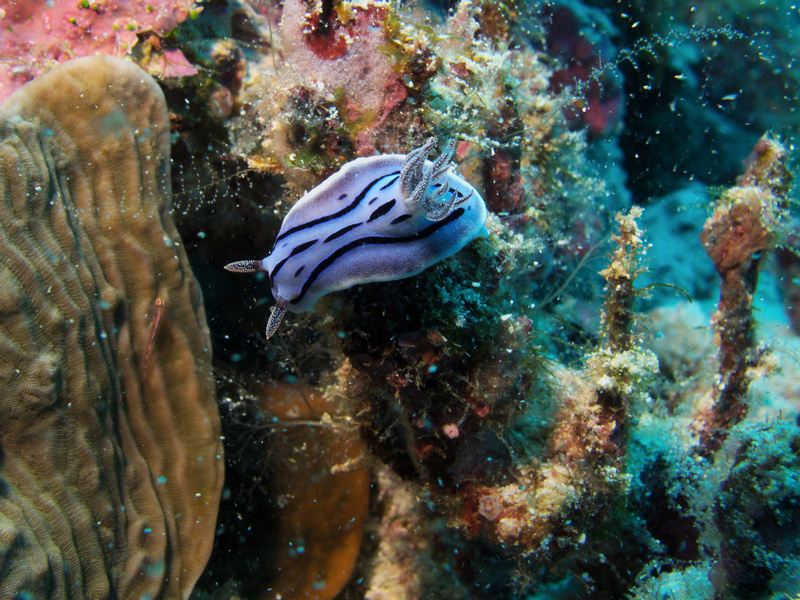 Nacktschnecke Nacktschnecke