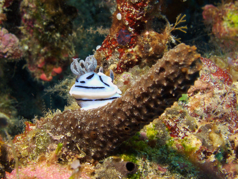 Nacktschnecke Nacktschnecke