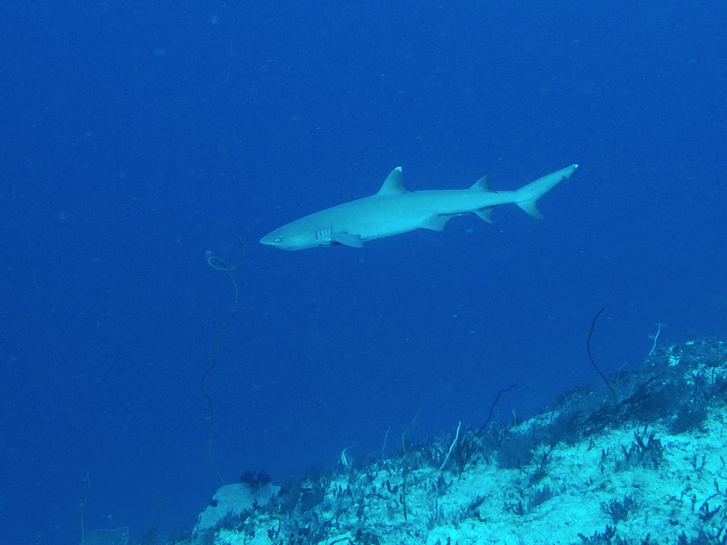 Weißspitzenriffhai Weißspitzenriffhai