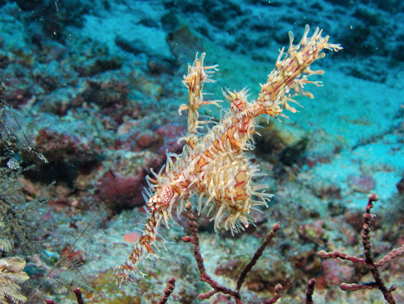 Geisterpfeiffenfisch Geisterpfeiffenfisch