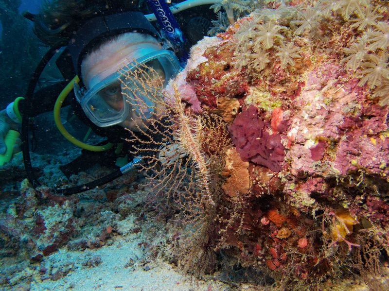 Geisterpfeiffenfisch Geisterpfeiffenfisch