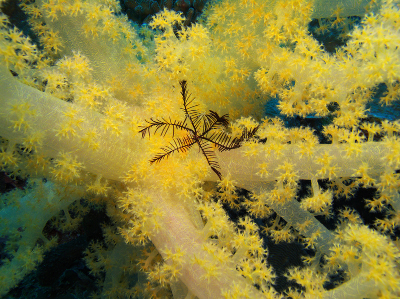 Haarstern in Weichkoralle Haarstern in Weichkoralle