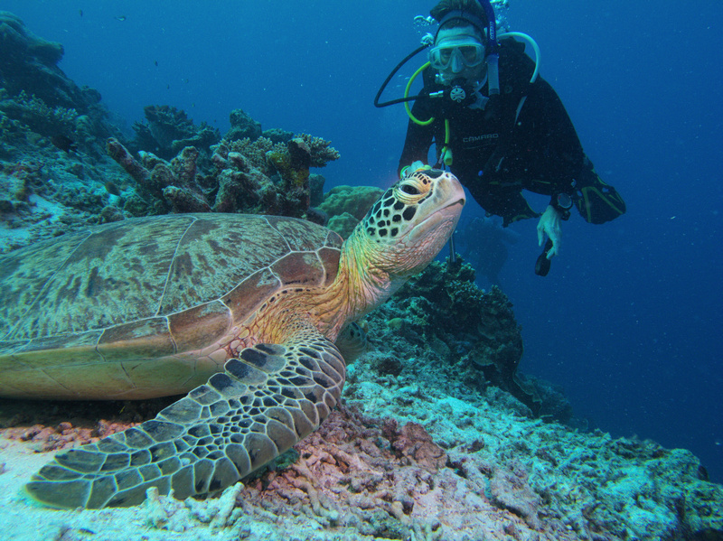 Schildkröte und Moni Schildkröte und Moni