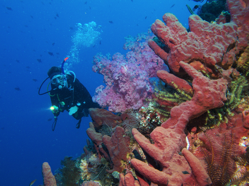 Schwämme und Weichkorallen Schwämme und Weichkorallen