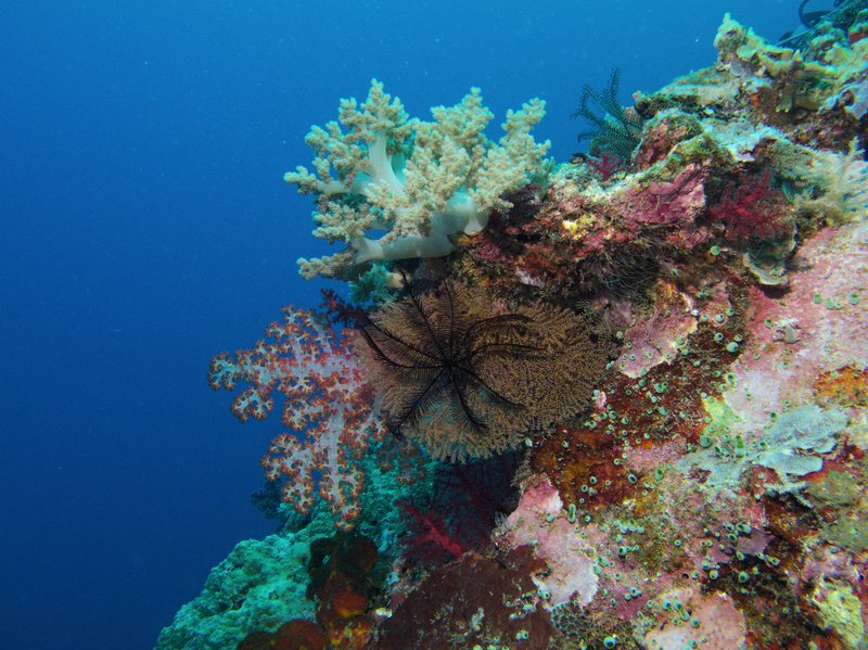 Weichkorallen und Federstern Weichkorallen und Federstern
