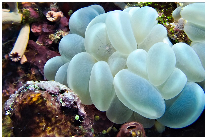 Blasenkoralle Blasenkoralle