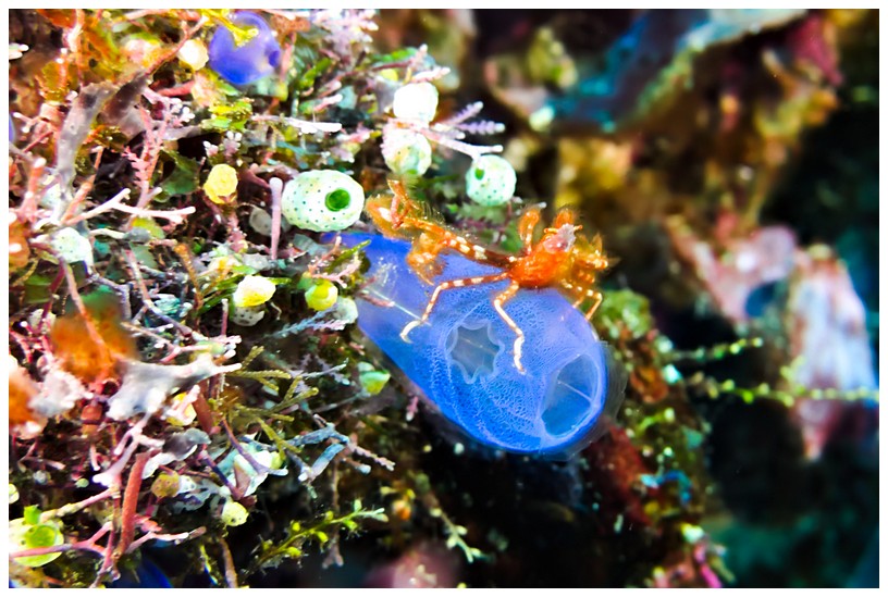 KrabbeaufSeescheide KrabbeaufSeescheide