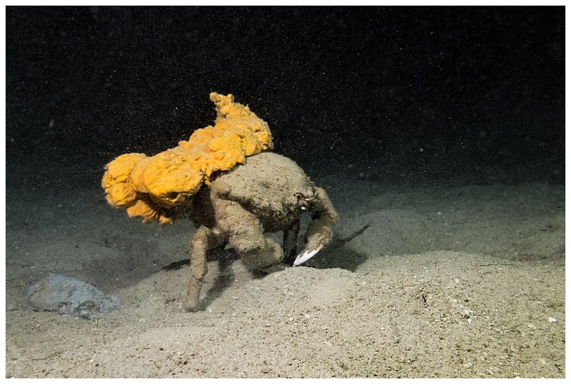 KrabbemitSchwamm KrabbemitSchwamm