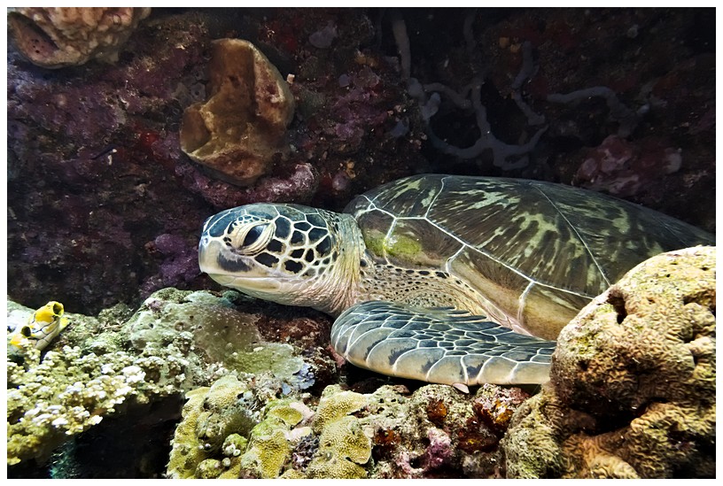 Schildkröte Schildkröte