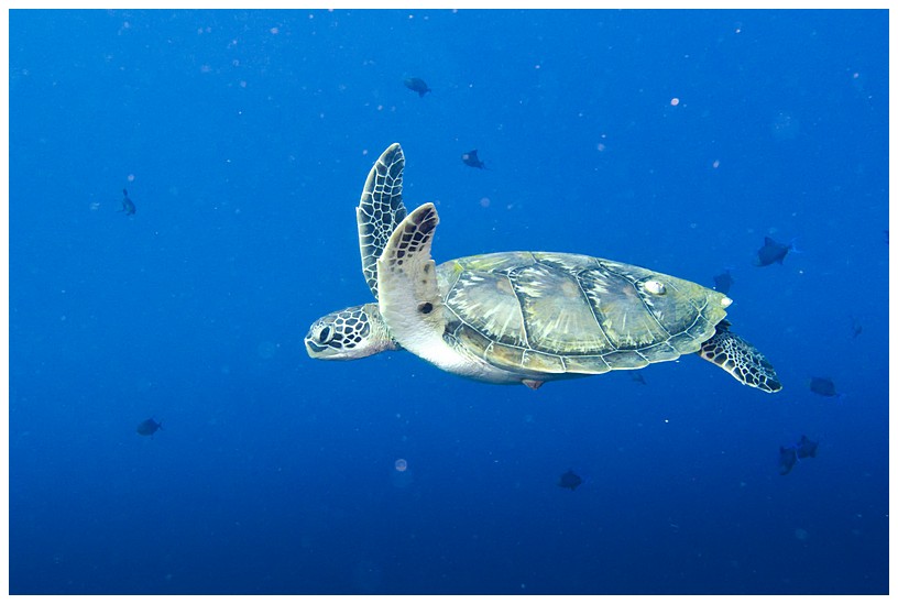 Schildkröte2 Schildkröte2