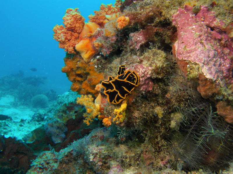 Nacktschnecke Nacktschnecke