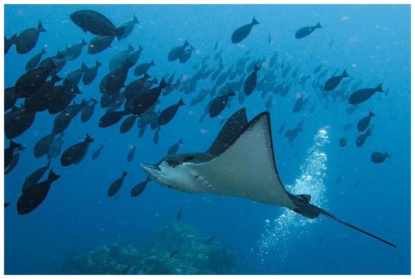 Adlerrochen Adlerrochen