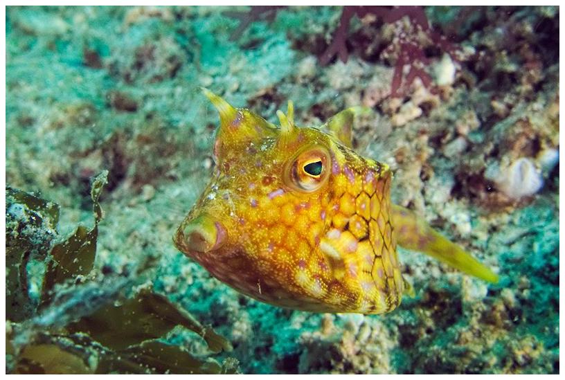 Kofferfisch Kofferfisch