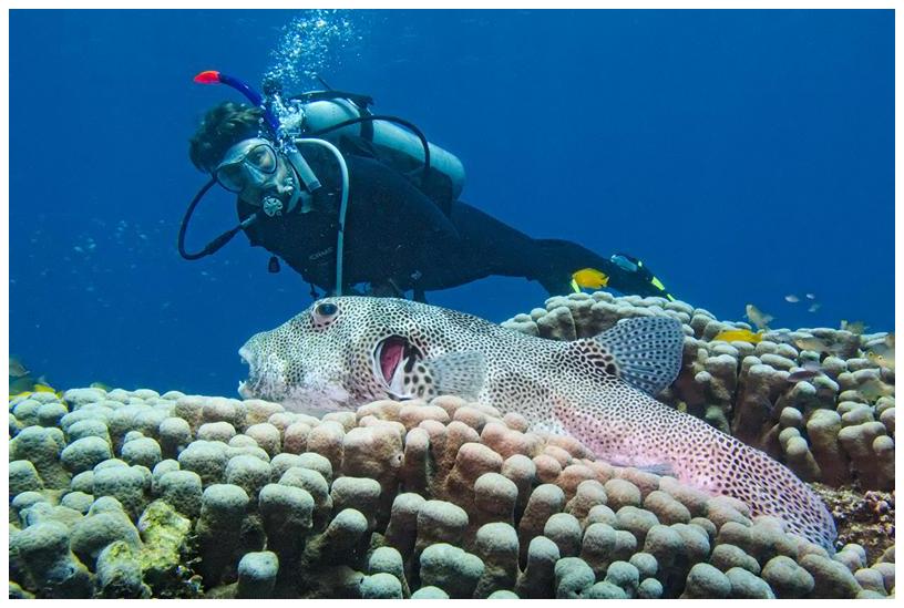 Kugelfisch Kugelfisch