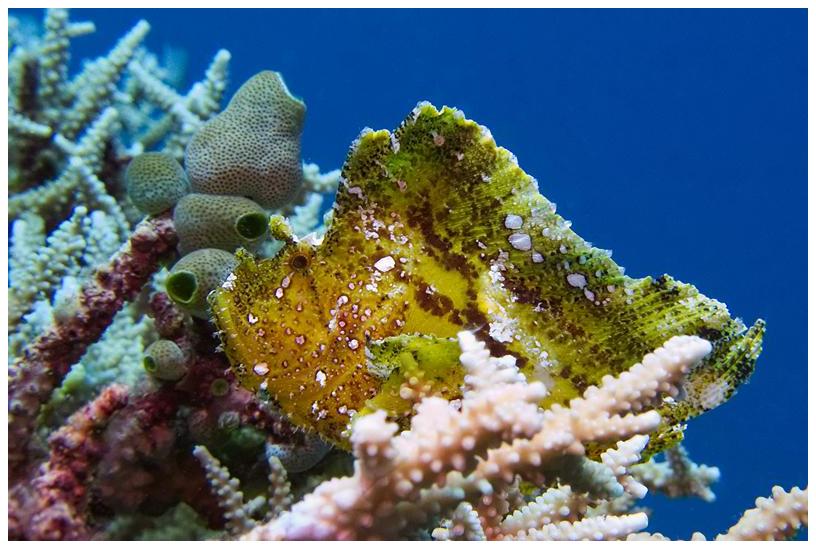 Schaukelfisch Schaukelfisch