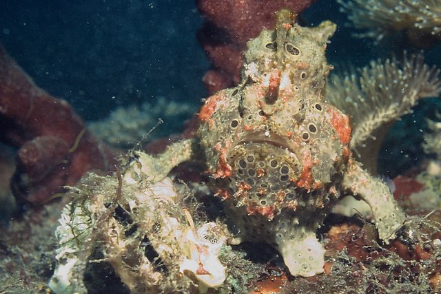 Anglerfisch Anglerfisch