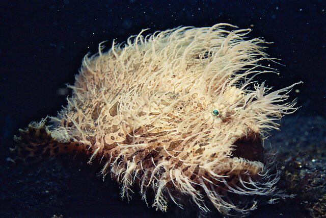 es gibt ihn wirklich es gibt ihn wirklich