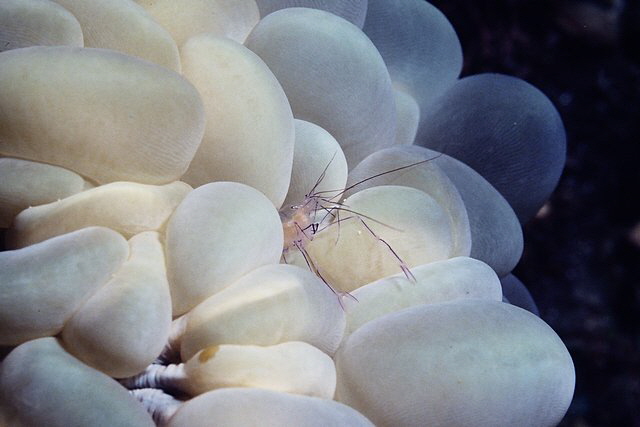 Garnele in einer Blasenkoralle Garnele in einer Blasenkoralle