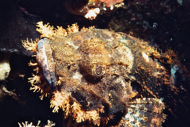 Skorpionsfisch Skorpionsfisch