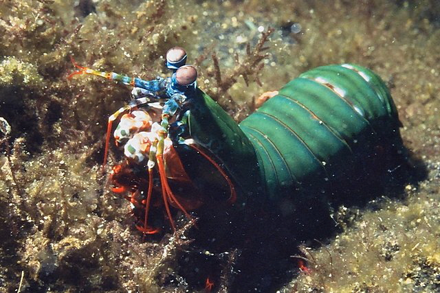 Fangschreckenkrebs Fangschreckenkrebs