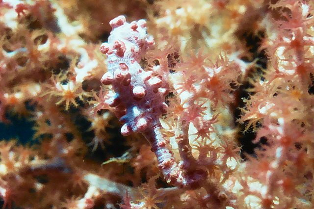 Pygmäen-Seepferdchen Pygmäen-Seepferdchen